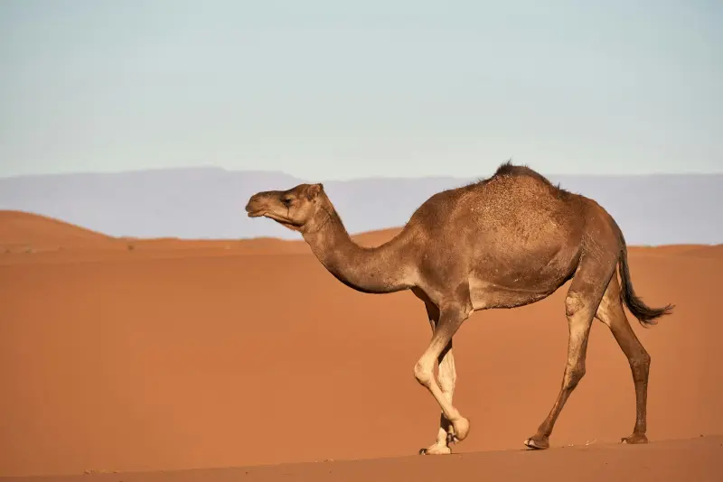 Dubai 5N/6D — gallery photo