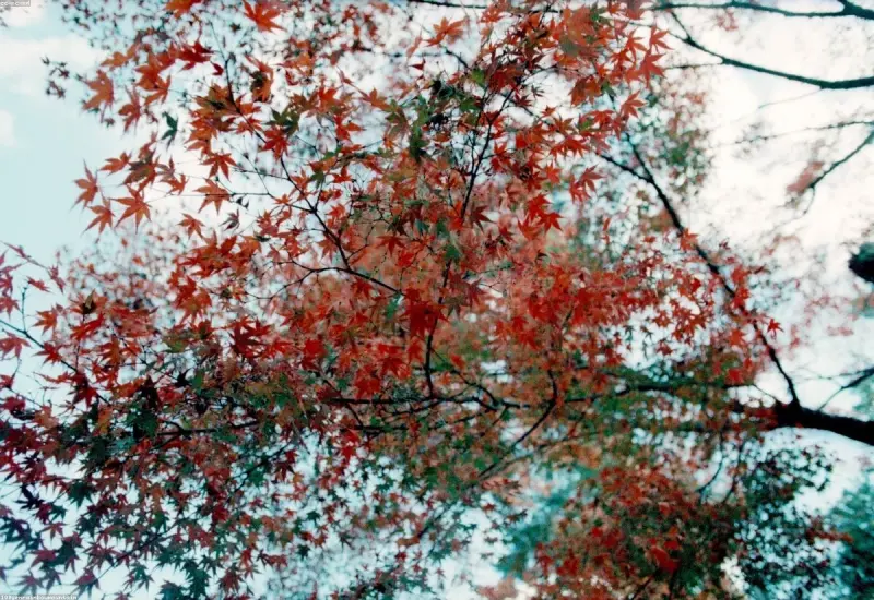 Japan — Tokyo, Mount Fuji, Kyoto & Osaka