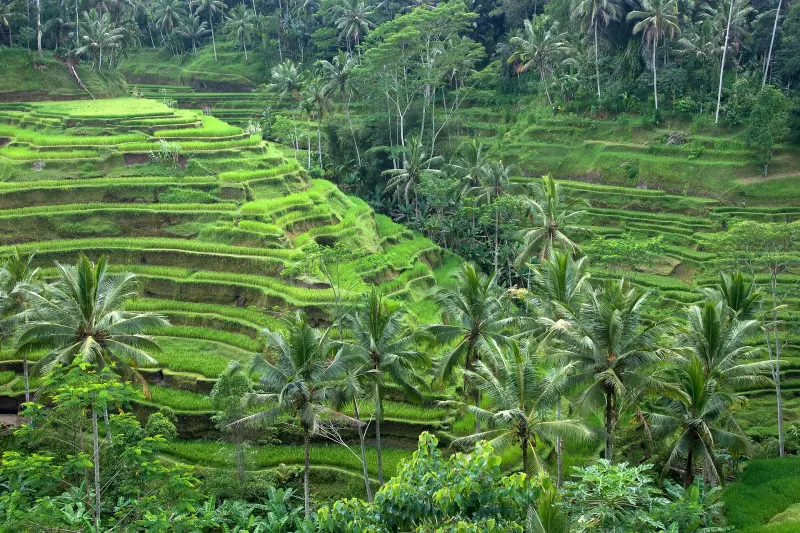 Ubud